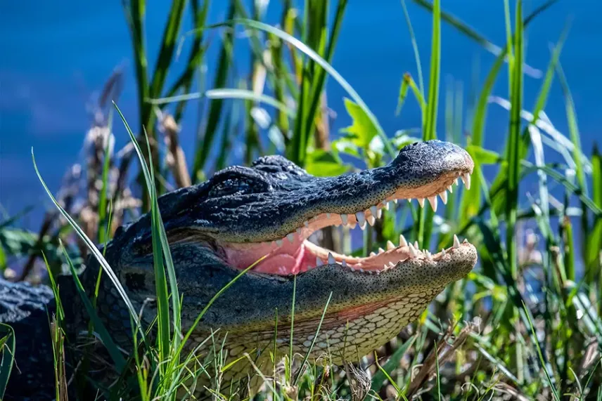 American alligator facts